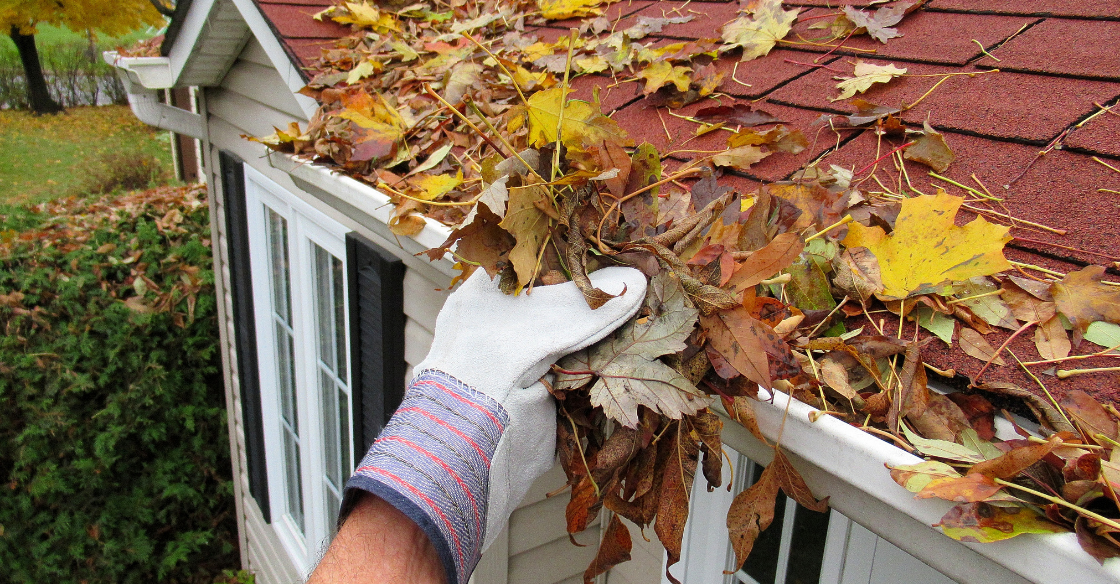 Cleaning leaves out of a gutter