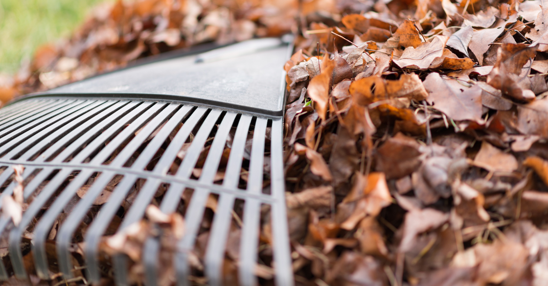 Raking leaves