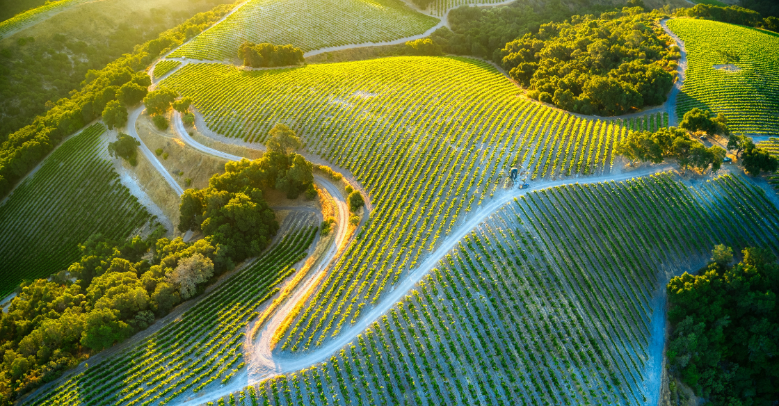 Vineyards, wine country California